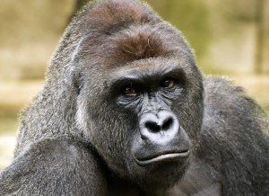 http://www.denverpost.com/wp-content/uploads/2016/05/harambe-gorilla.jpg